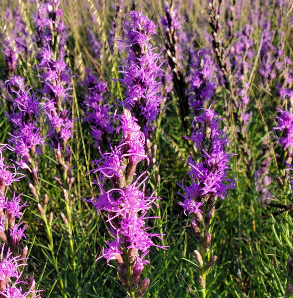 Punctata - View 26 from www redcrocus com