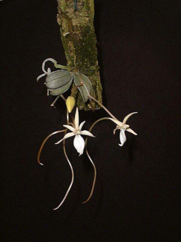 Punctata - View 35 from www redcrocus com