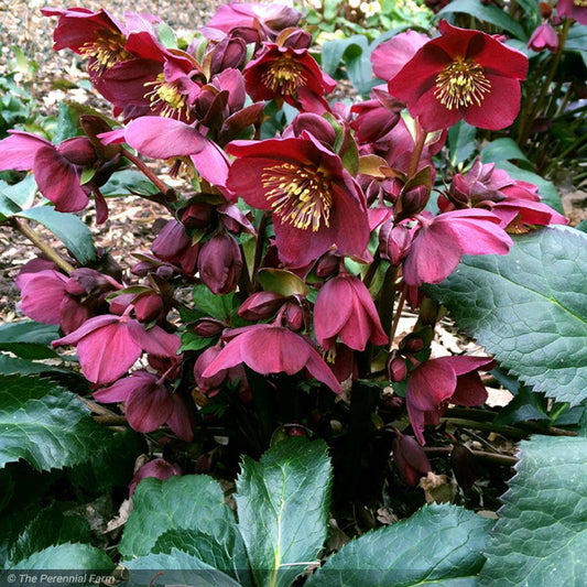 B Helleborus Ice N Roses Rose - View 10 from www redcrocus com