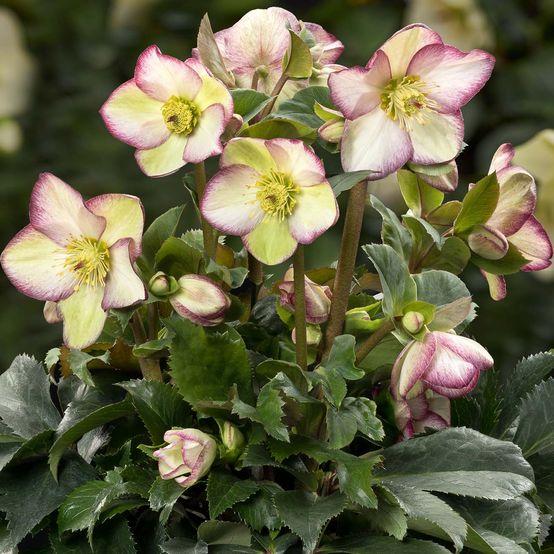 B Helleborus Ice N Roses Rose - View 13 from www redcrocus com