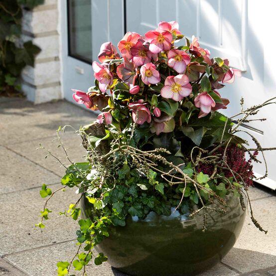 B Helleborus Ice N Roses Rose - View 16 from www redcrocus com