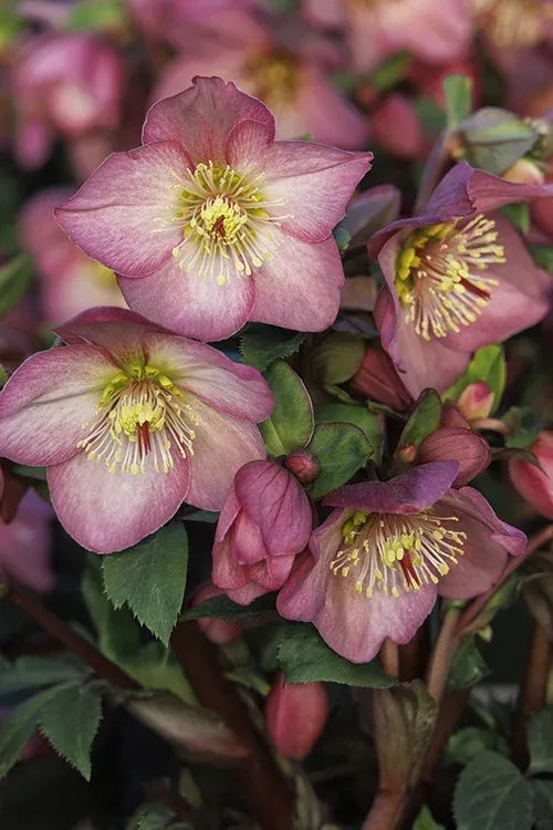 B Helleborus Ice N Roses Rose - View 20 from www redcrocus com