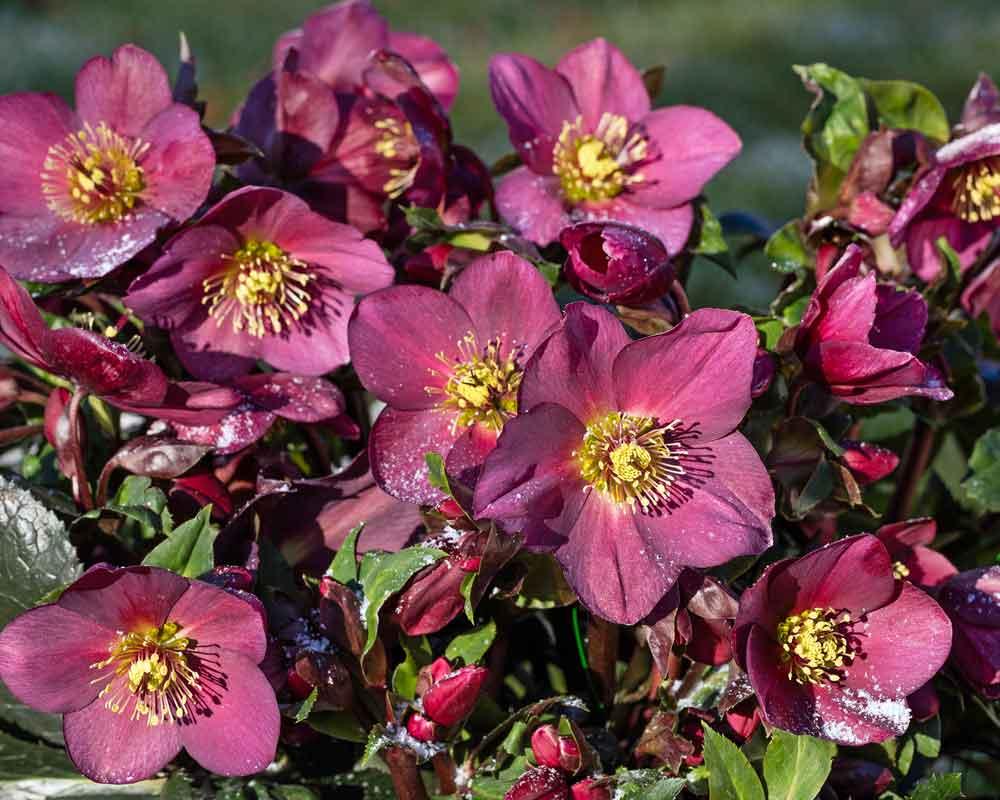 B Helleborus Ice N Roses Rose - View 29 from www redcrocus com