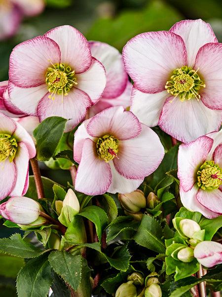B Helleborus Ice N Roses Rose - View 30 from www redcrocus com