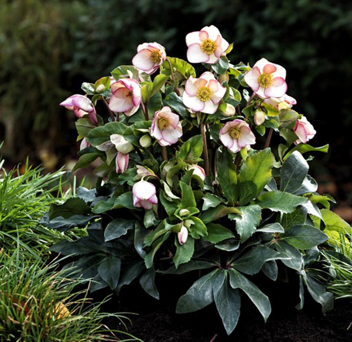 B Helleborus Ice N Roses Rose - View 3 from www redcrocus com