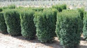 RedCrocus Taxus 'Dark Green Spreader' Yew Live Plant - Evergreen, Spreading Shrub for Sun to Part Shade, Cold Hardy Landscape Groundcover  3 Gallon Nursery Pot