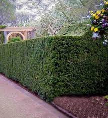 RedCrocus Taxus 'Dark Green Spreader' Yew Live Plant - Evergreen, Spreading Shrub for Sun to Part Shade, Cold Hardy Landscape Groundcover  3 Gallon Nursery Pot