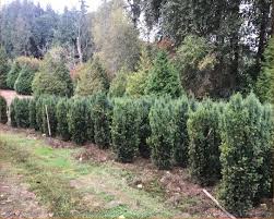 RedCrocus Taxus 'Eddie' Live Yew Shrub - Evergreen Hedge or Foundation Plant, Shade-Tolerant, Deer-Resistant  5 Gallon Nursery Pot