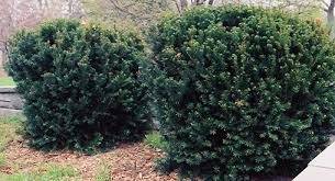 RedCrocus Taxus 'Eddie' Live Yew Shrub - Evergreen Hedge or Foundation Plant, Shade-Tolerant, Deer-Resistant  5 Gallon Nursery Pot