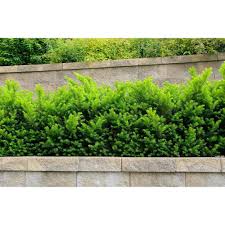 RedCrocus Taxus 'Dark Green Spreader' Yew Live Plant - Evergreen, Spreading Shrub for Sun to Part Shade, Cold Hardy Landscape Groundcover  3 Gallon Nursery Pot