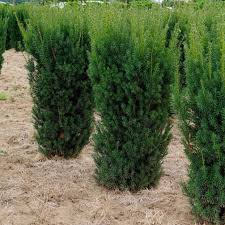 RedCrocus Taxus 'Eddie' Live Yew Shrub - Evergreen Hedge or Foundation Plant, Shade-Tolerant, Deer-Resistant  5 Gallon Nursery Pot