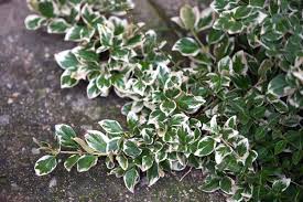 RedCrocus Euonymus 'Emerald Gaiety' - Live Variegated Evergreen Shrub for Sun/Part Shade, Hardy Zones 5-9, Low-Maintenance Landscape Plant with Winter Pink Blush  5 Gallon Nursery Pot