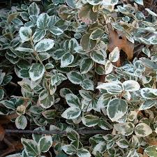 RedCrocus Euonymus 'Emerald Gaiety' - Live Variegated Evergreen Shrub for Sun/Part Shade, Hardy Zones 5-9, Low-Maintenance Landscape Plant with Winter Pink Blush  5 Gallon Nursery Pot