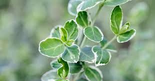 RedCrocus Euonymus 'Emerald Gaiety' - Live Variegated Evergreen Shrub for Sun/Part Shade, Hardy Zones 5-9, Low-Maintenance Landscape Plant with Winter Pink Blush  5 Gallon Nursery Pot