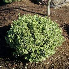 RedCrocus Euonymus 'Emerald Gaiety' - Live Variegated Evergreen Shrub for Sun/Part Shade, Hardy Zones 5-9, Low-Maintenance Landscape Plant with Winter Pink Blush  5 Gallon Nursery Pot