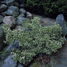 RedCrocus Euonymus 'Emerald Gaiety' - Live Variegated Evergreen Shrub for Sun/Part Shade, Hardy Zones 5-9, Low-Maintenance Landscape Plant with Winter Pink Blush  5 Gallon Nursery Pot