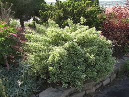 RedCrocus Euonymus 'Emerald Gaiety' - Live Variegated Evergreen Shrub for Sun/Part Shade, Hardy Zones 5-9, Low-Maintenance Landscape Plant with Winter Pink Blush  5 Gallon Nursery Pot