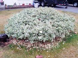 RedCrocus Euonymus 'Emerald Gaiety' - Live Variegated Evergreen Shrub for Sun/Part Shade, Hardy Zones 5-9, Low-Maintenance Landscape Plant with Winter Pink Blush  5 Gallon Nursery Pot