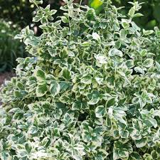 RedCrocus Euonymus 'Emerald Gaiety' - Live Variegated Evergreen Shrub for Sun/Part Shade, Hardy Zones 5-9, Low-Maintenance Landscape Plant with Winter Pink Blush  5 Gallon Nursery Pot