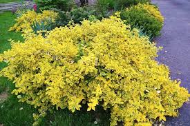 RedCrocus Euonymus 'Emerald Gaiety' - Live Variegated Evergreen Shrub for Sun/Part Shade, Hardy Zones 5-9, Low-Maintenance Landscape Plant with Winter Pink Blush  5 Gallon Nursery Pot