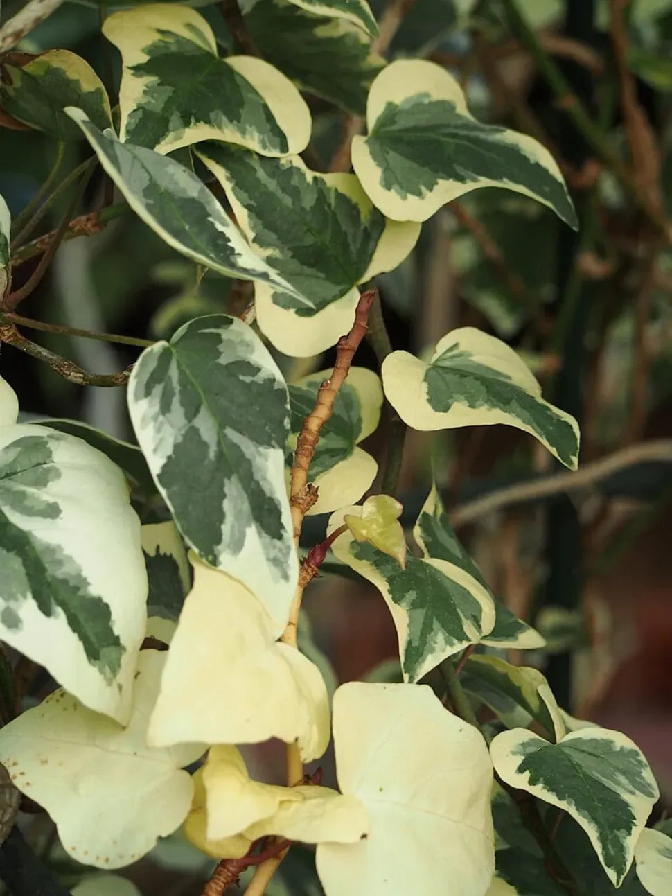 Ivy Algerian Marengo Variegated - View 10 from www redcrocus com