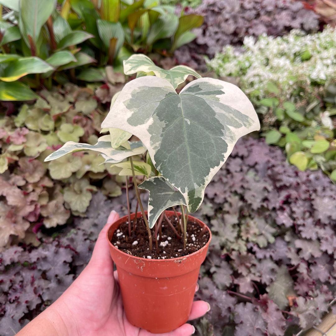 Ivy Algerian Marengo Variegated - View 13 from www redcrocus com