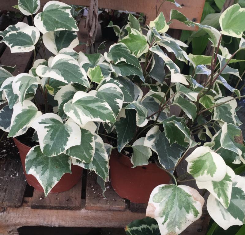 Ivy Algerian Marengo Variegated - View 14 from www redcrocus com