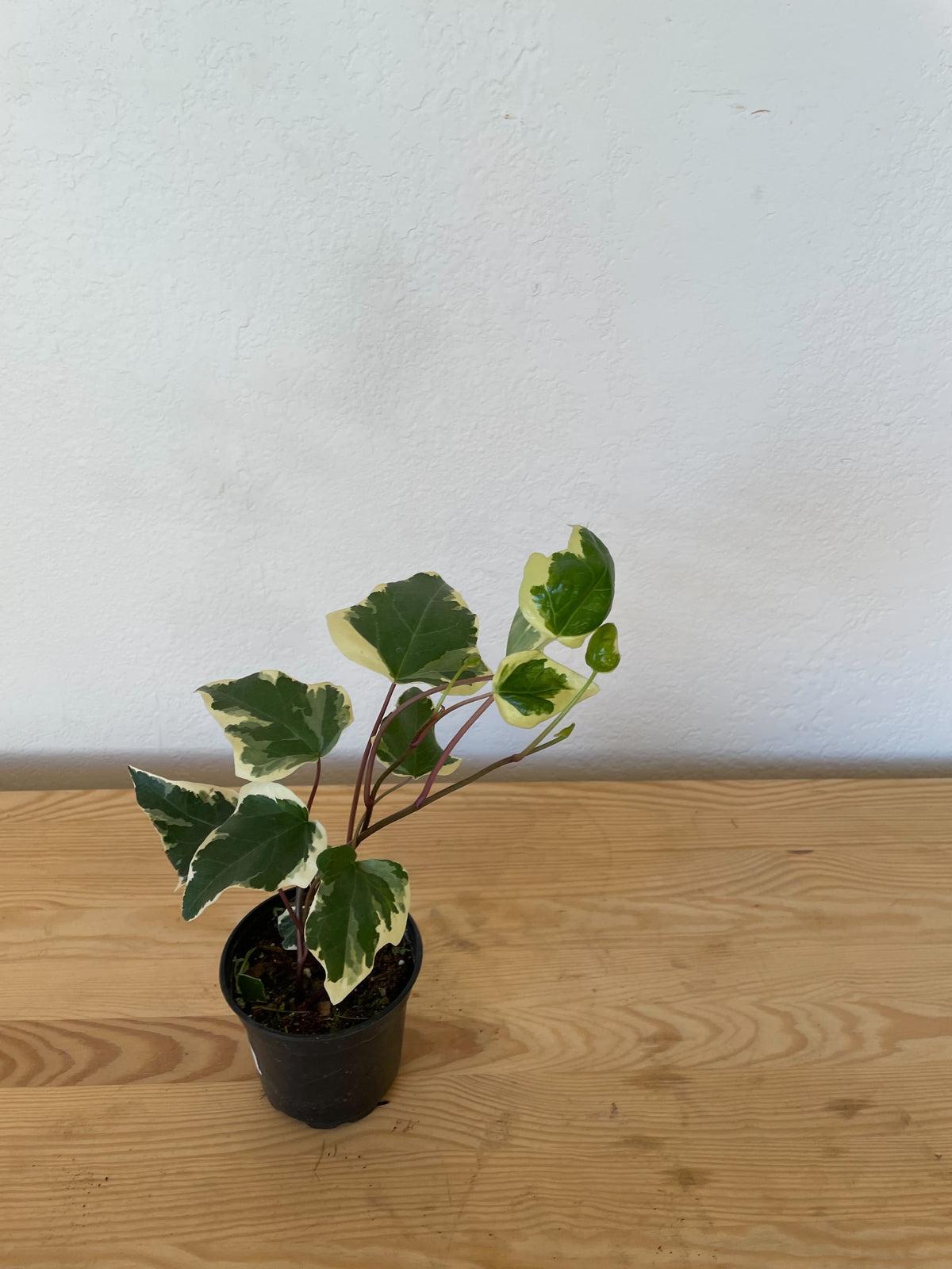 Ivy Algerian Marengo Variegated - View 15 from www redcrocus com