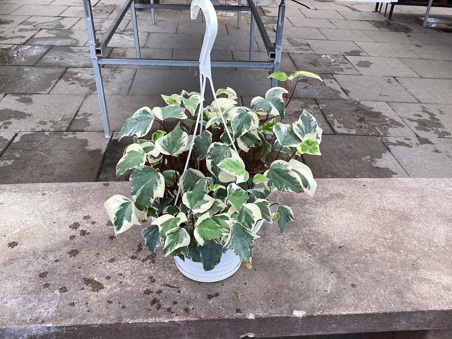 Ivy Algerian Marengo Variegated - View 24 from www redcrocus com