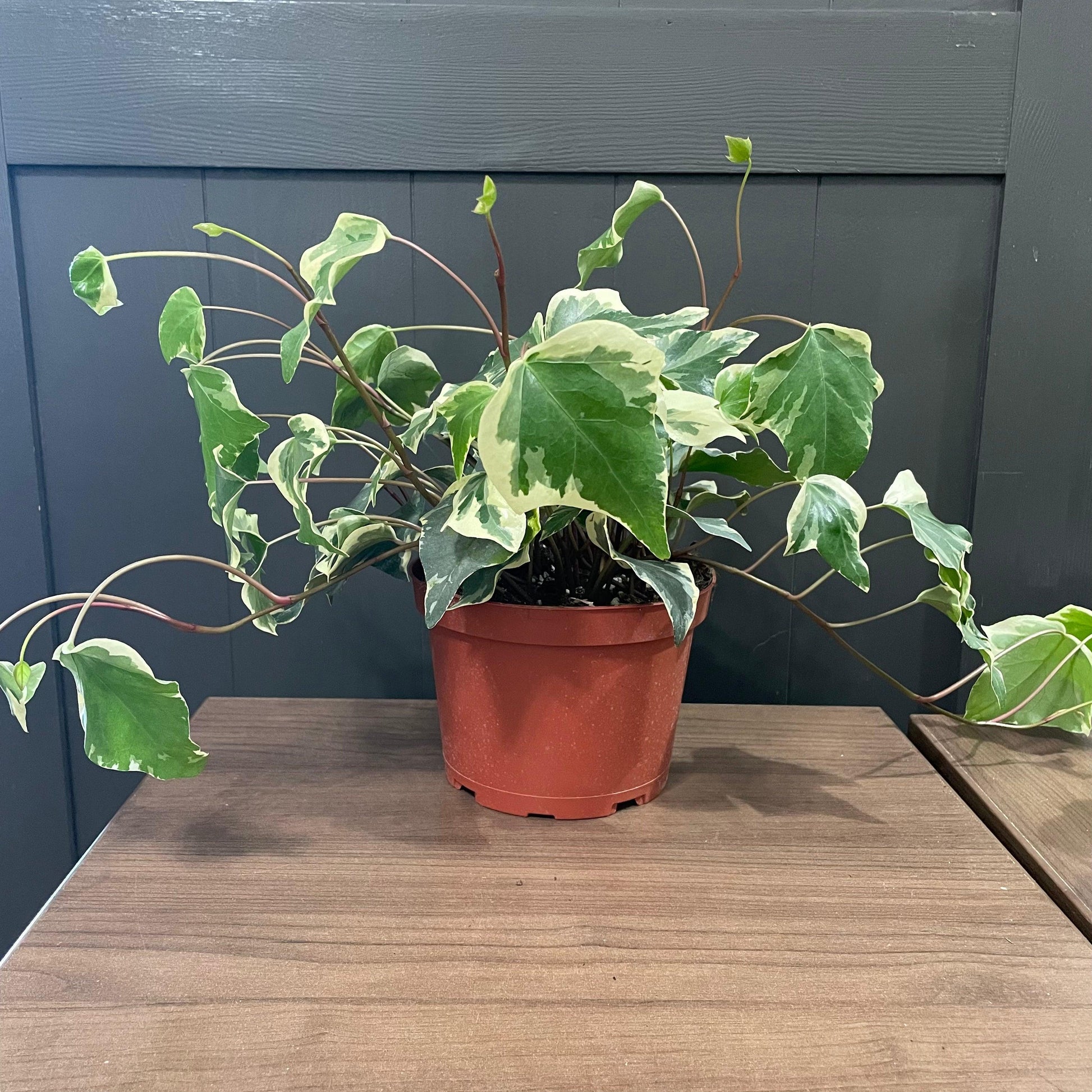 Ivy Algerian Marengo Variegated - View 27 from www redcrocus com