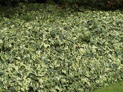 Ivy Algerian Marengo Variegated - View 31 from www redcrocus com