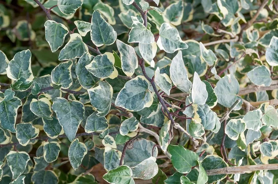 Ivy Algerian Marengo Variegated - View 6 from www redcrocus com