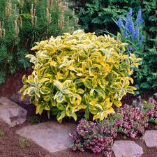 RedCrocus Euonymus 'Canadale Gold' Variegated Evergreen Shrub Live Plant, Compact, Year-Round Color, Sun/Part Shade, Zones 5-9  5 Gallon Nursery Pot