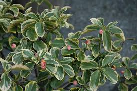 RedCrocus Euonymus 'Canadale Gold' Variegated Evergreen Shrub Live Plant, Compact, Year-Round Color, Sun/Part Shade, Zones 5-9  5 Gallon Nursery Pot