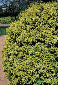 RedCrocus Euonymus 'Canadale Gold' Variegated Evergreen Shrub Live Plant, Compact, Year-Round Color, Sun/Part Shade, Zones 5-9  5 Gallon Nursery Pot