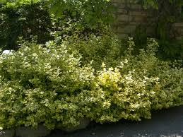 RedCrocus Euonymus 'Canadale Gold' Variegated Evergreen Shrub Live Plant, Compact, Year-Round Color, Sun/Part Shade, Zones 5-9  5 Gallon Nursery Pot