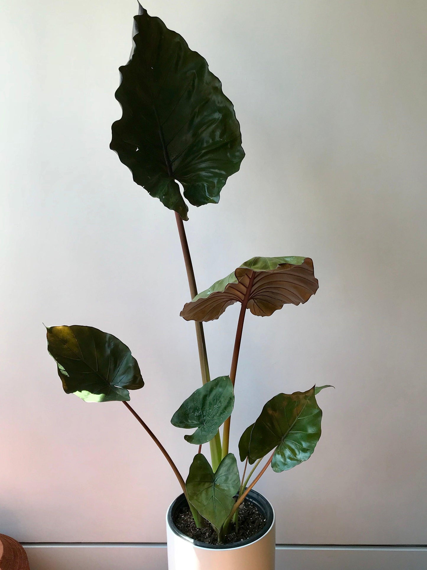 E Alocasia Metal Head - View 10 from www redcrocus com