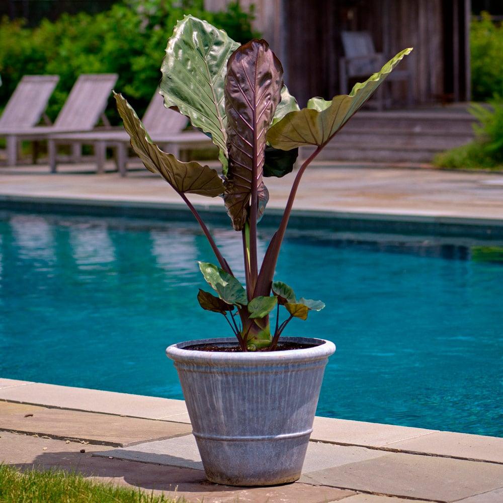 E Alocasia Metal Head - View 11 from www redcrocus com