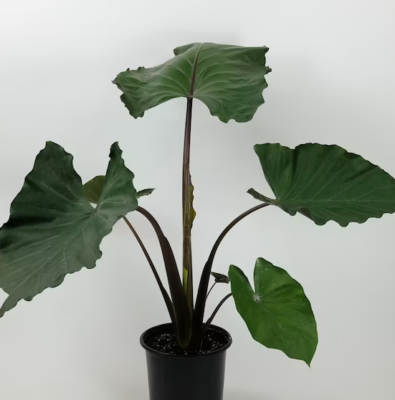 E Alocasia Metal Head - View 15 from www redcrocus com