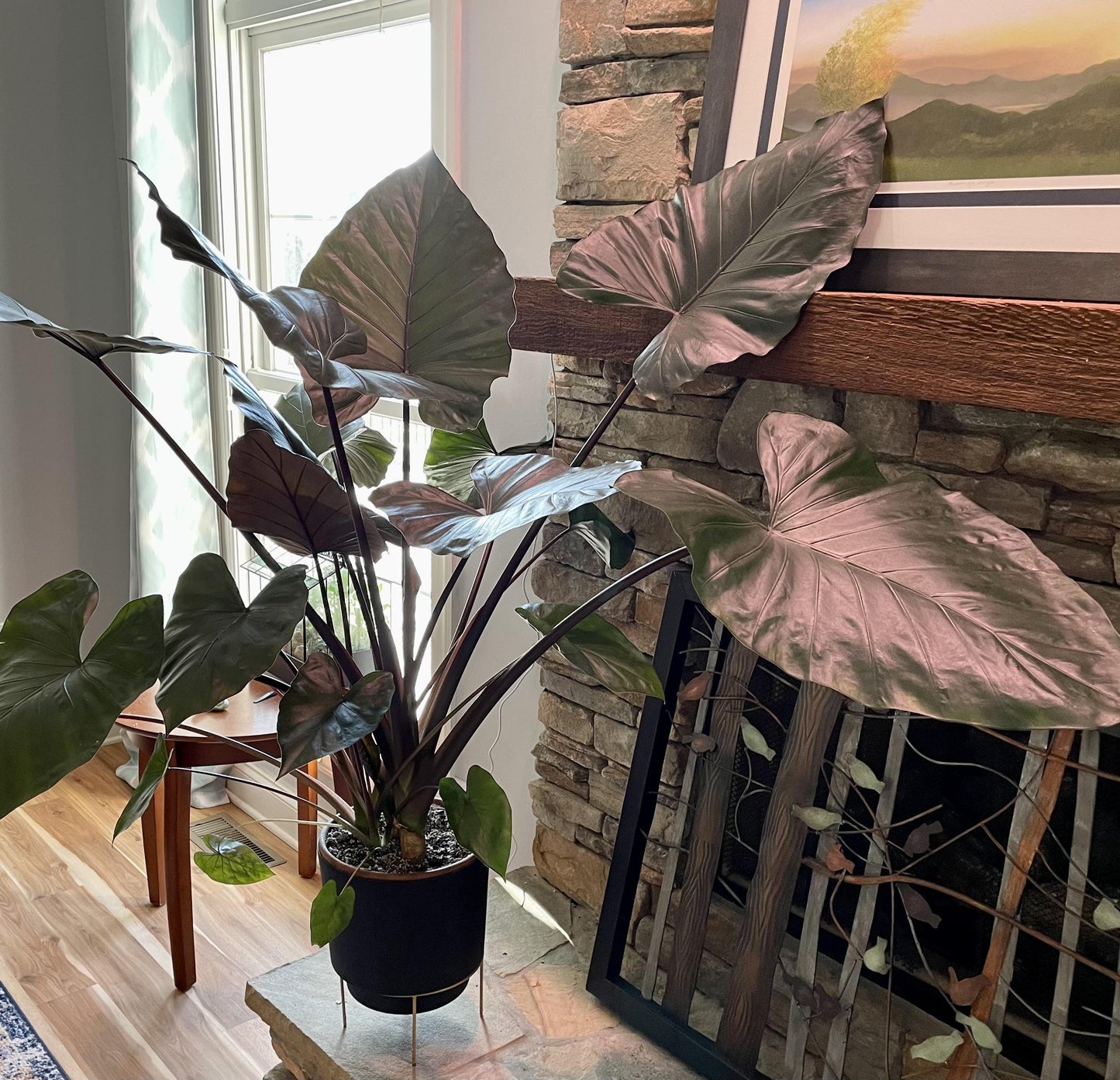 E Alocasia Metal Head - View 16 from www redcrocus com