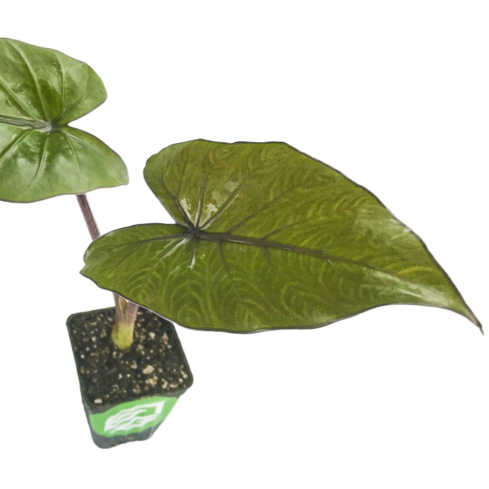 E Alocasia Metal Head - View 19 from www redcrocus com