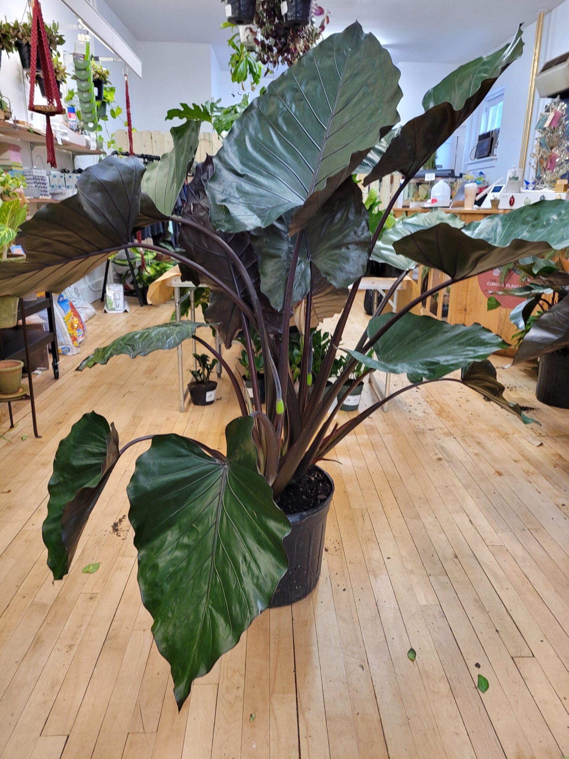 E Alocasia Metal Head - View 1 from www redcrocus com