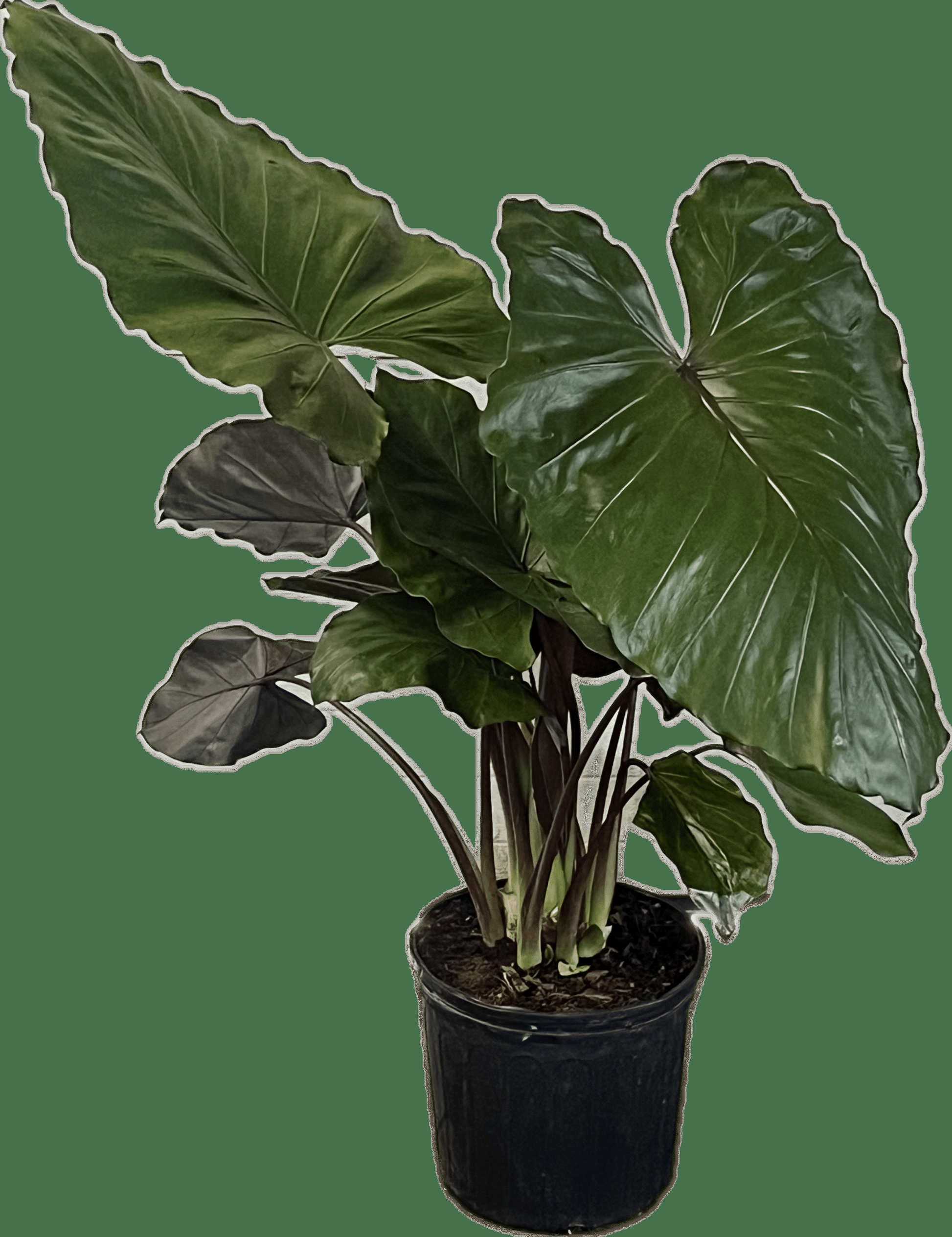 E Alocasia Metal Head - View 20 from www redcrocus com