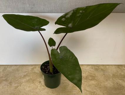 E Alocasia Metal Head - View 21 from www redcrocus com