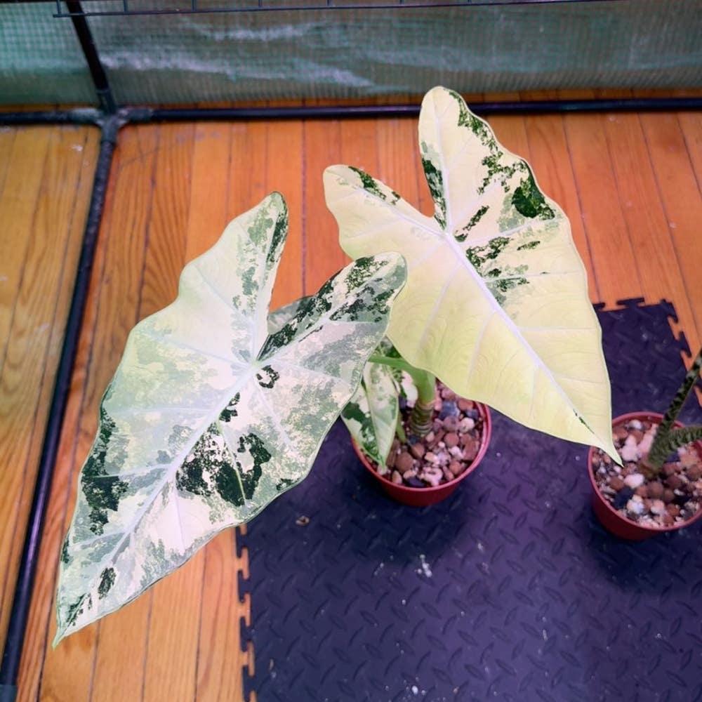 E Alocasia Metal Head - View 24 from www redcrocus com