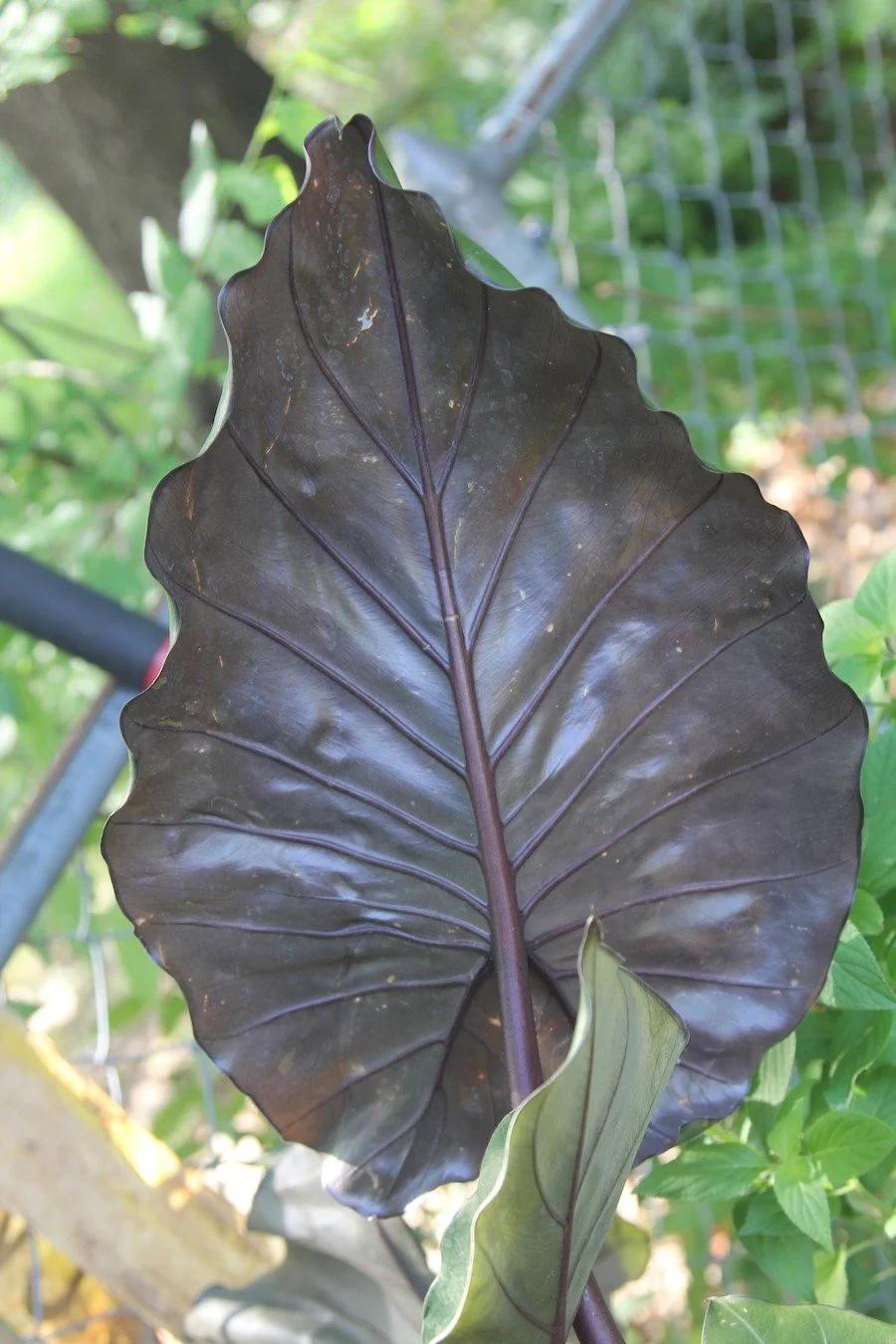 E Alocasia Metal Head - View 25 from www redcrocus com