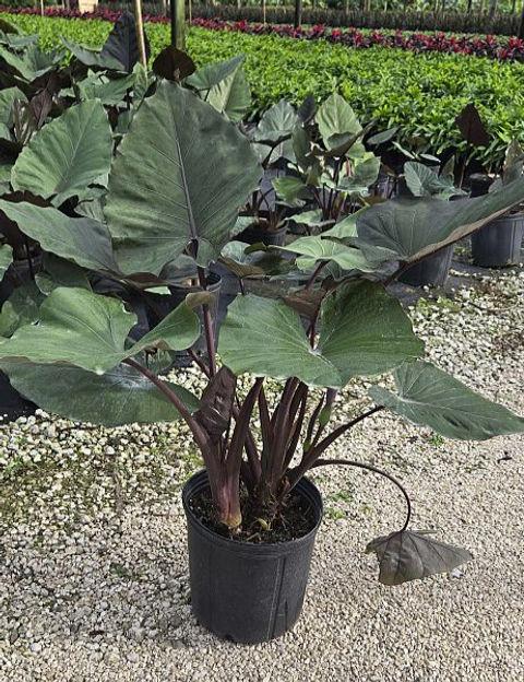 E Alocasia Metal Head - View 27 from www redcrocus com
