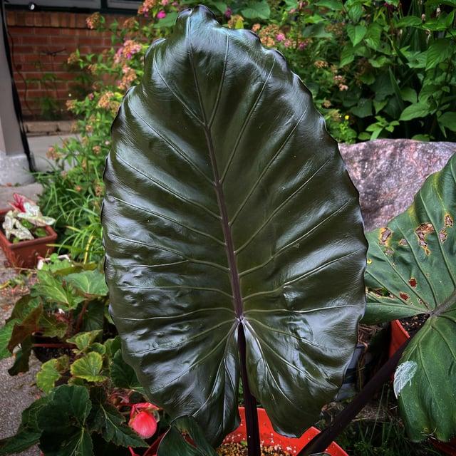 E Alocasia Metal Head - View 28 from www redcrocus com