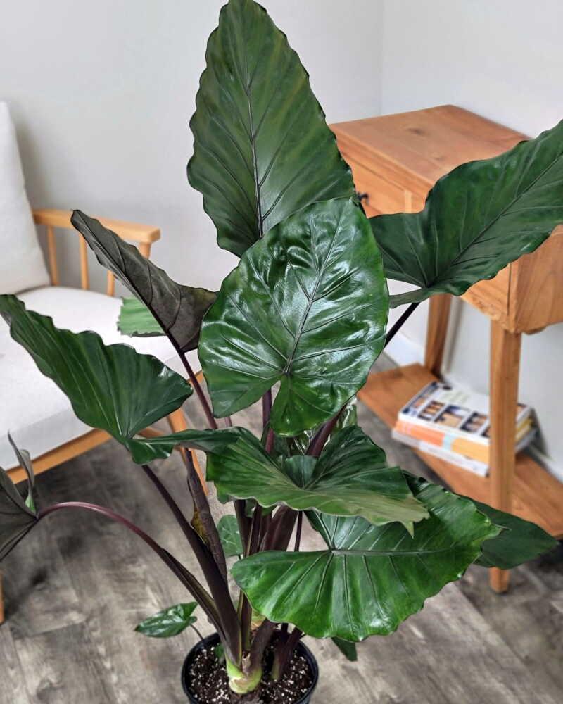 E Alocasia Metal Head - View 2 from www redcrocus com