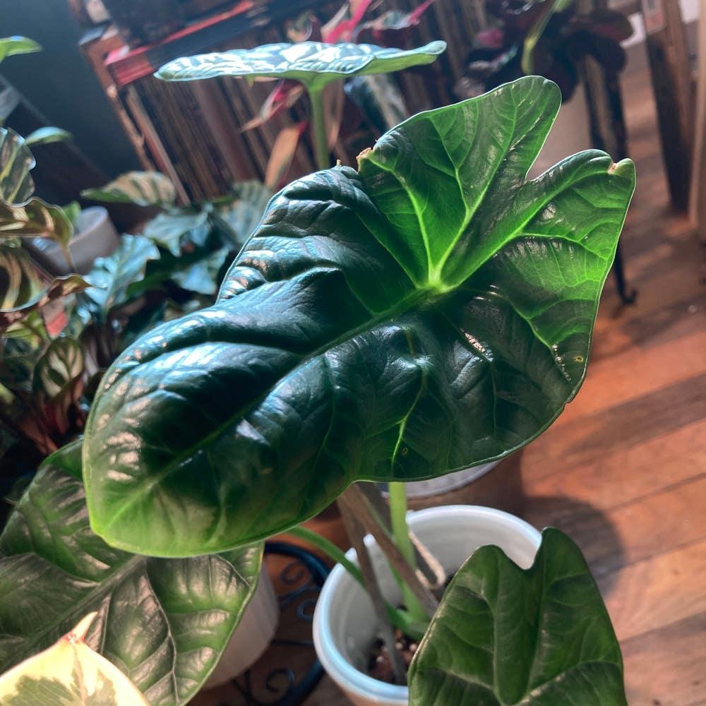 E Alocasia Metal Head - View 32 from www redcrocus com